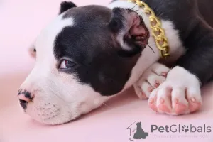 Фото №3. Американский булли XL.  Россия