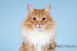 Фото №3. Для рыжего лапочки по имени Пушкин ищем самые добрые руки.. Россия