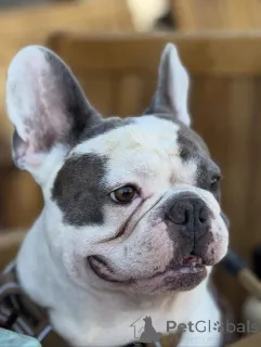 Фото №2 к объявлению №155341 о продаже французского бульдога - купить в Великобритании частное объявление