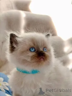 Дополнительные фото: Registrierte reinrassige Ragdoll-Kätzchen