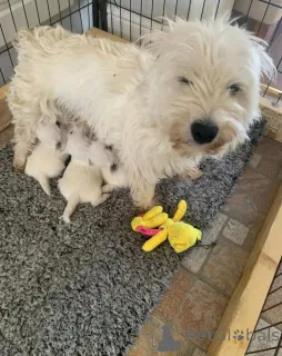 Фото №4. Продажа йоркширского терьера в Пенсильвания Тауншип частное объявление - цена 88709₽