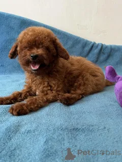 Дополнительные фото: Toy poodle's girl