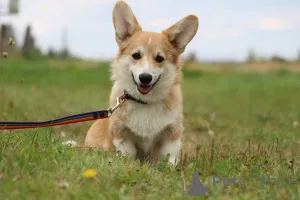 Фото №1. вельш-корги - купить в Могилёве за 55660₽. Объявление №145718