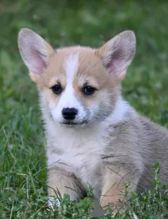 Дополнительные фото: Щенки вельш корги пемброка