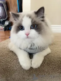 Фото №1. мейн-кун - купить в Иена за договорная. Объявление №158452