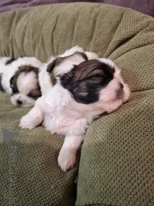 Дополнительные фото: Идеальные чистокровные щенки Ши-Тцу. 