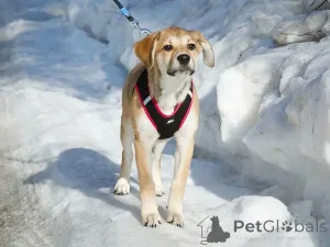 Дополнительные фото: Ласковая и нежная девочка-щенок Лилу ищет дом