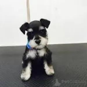 Фото №2 к объявлению №166766 о продаже цвергшнауцера - купить в Франции частное объявление, заводчик