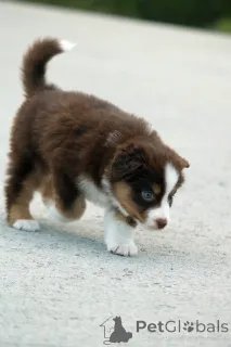 Дополнительные фото: Миниатюрный американский пастух (MAS) Puppy