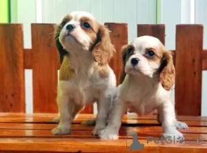 Фото №1. кинг-чарльз-спаниель - купить в Enontekiö за договорная. Объявление №162577