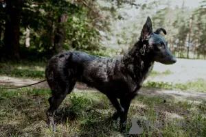 Дополнительные фото: Прекрасная юная собака Наоми в дар