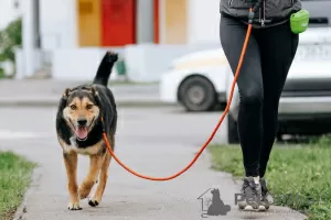 Дополнительные фото: Ищет своего человека оптимист Рождер!