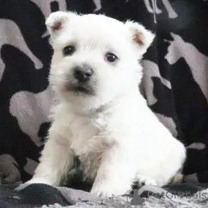 Фото №3. Вест-хайленд-уайт-терьер, сука, 7 недель. Готово к 23 февраля..  США