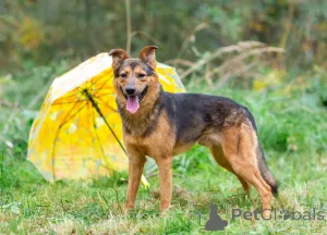 Фото №3. Алекс, молодой, некрупный парень-стесняшка ищет дом..  Россия