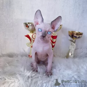 Фото №3. SE Venden Gatos sphynx sanos. Испания