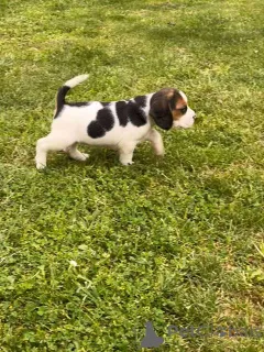 Дополнительные фото: Beagle Puppy