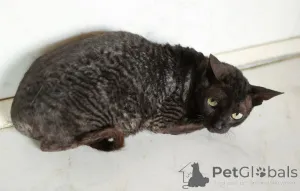 Дополнительные фото: Кошечка Арианна ищет дом!