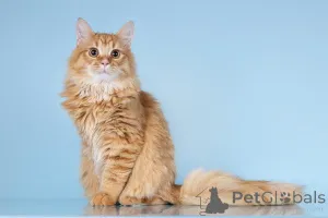 Дополнительные фото: Для рыжего пушистуна по имени Лютик ищем самые добрые руки.