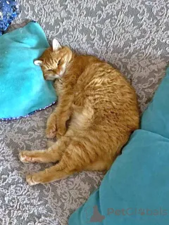 Дополнительные фото: Воспитанная интеллигентная рыжая кошечка Алиса ищет дом