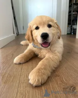 Фото №1. золотистый ретривер - купить в Счет за 64937₽. Объявление №160526