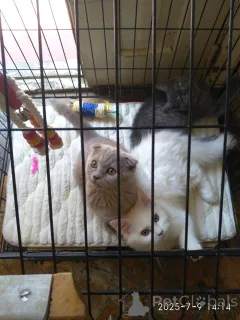 Фото №1. шотландская вислоухая (скоттиш фолд) - купить в Тбилиси за 29570₽. Объявление №146101