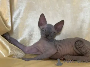 Дополнительные фото: Nataliia