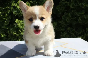 Дополнительные фото: Вельш-корги - пемброк