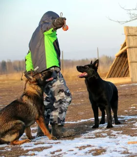 Фото №4. Продажа немецкую овчарку в Минске из питомника, заводчик - цена договорная