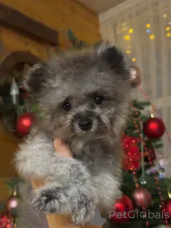 Дополнительные фото: Тедди пудель Китай