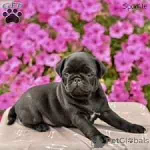 Фото №1. мопс - купить в Брюсселе за 64937₽. Объявление №165274