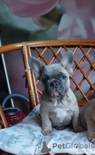 Фото №2 к объявлению №161455 о продаже французского бульдога - купить в Беларуси частное объявление
