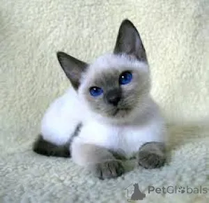 Фото №3. Siamkätzchen zu verkaufen. Франция