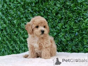 Фото №3. Maltipoo щенки - идеальные домашние животные!.  Сербия