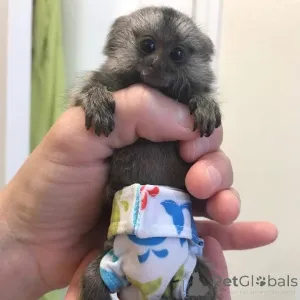 Фото №3. Мартышки на продажу в Миннесоте Домашние обезьянки на продажу в Миннесоте. США