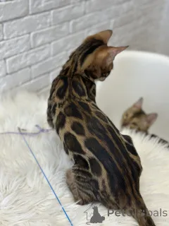 Дополнительные фото: Шикарный Бенгальский кот