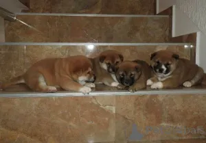 Дополнительные фото: Первоклассные щенки сиба-ину