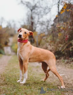 Фото №3. Очаровательный некрупный песик-подросток Вилли ищет семью .  Россия
