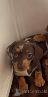 Фото №2 к объявлению №166519 о продаже таксу - купить в Бельгии 