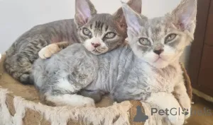 Дополнительные фото: Три прекрасных брата и сестра