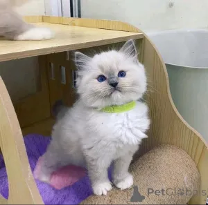 Фото №2 к объявлению №161010 о продаже рэгдолл - купить в Финляндии 