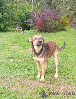 Фото №3. Щенок Леся в добрые руки..  Россия