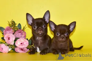 Фото №1. чихуахуа - купить в Moskovskiy за договорная. Объявление №151569