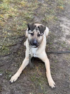 Дополнительные фото: Ищем любящий дом для Бури.