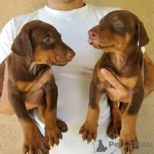 Фото №2 к объявлению №167115 о продаже добермана - купить в Бельгии частное объявление, заводчик