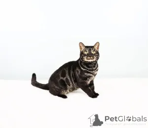 Фото №3. Великолепные бенгальские котят с экзотическими розетками на продажу. Швейцария