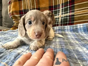 Фото №2 к объявлению №166429 о продаже  - купить в Германии заводчик