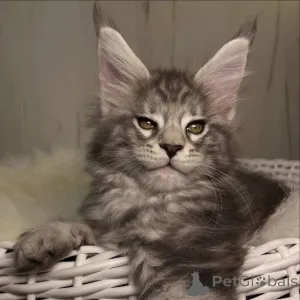 Дополнительные фото: Мейн-кун