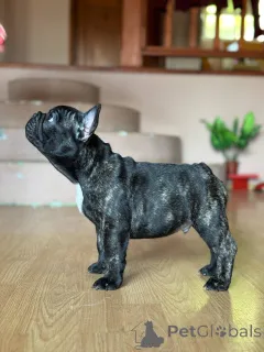 Дополнительные фото: Французский бульдог красивые щенки