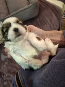 Дополнительные фото: Идеальные чистокровные щенки Ши-Тцу.