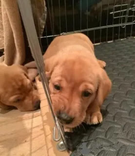 Дополнительные фото: Fox red Labrador Retrievers pups for sale. ..whatsapp me at 44 7453 907158